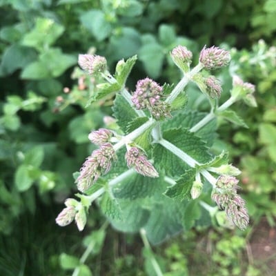 Mentha × villosa — flower