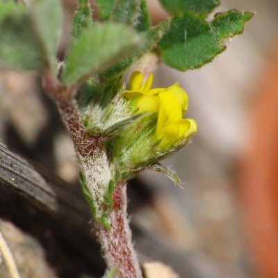 Medicago monspeliaca — flower