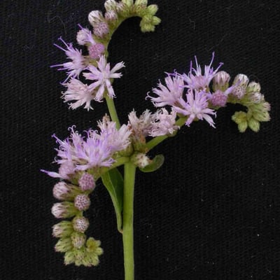 Cyrtocymura scorpioides — flower