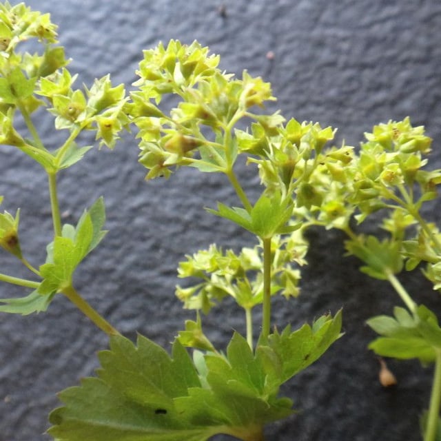 Alchemilla glabra — flower