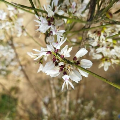 Retama raetam — flower