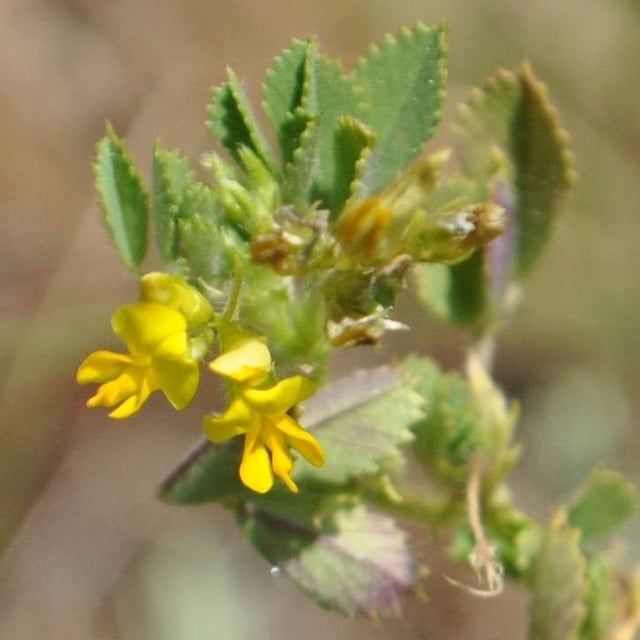 Medicago laciniata — flower