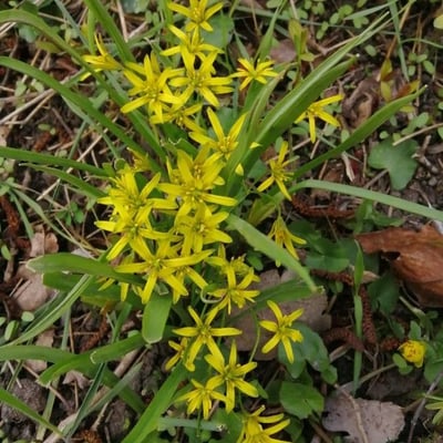 Gagea lutea — flower