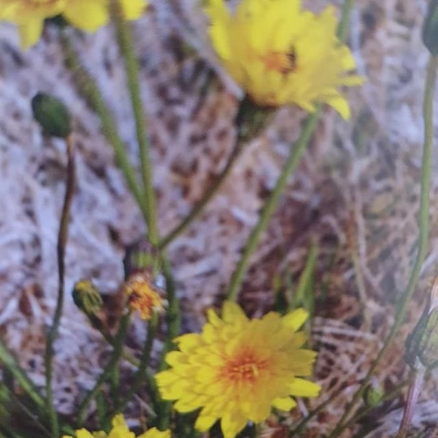 Microseris lanceolata — flower