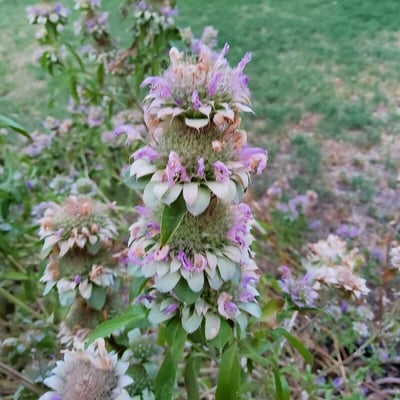 Monarda citriodora — flower