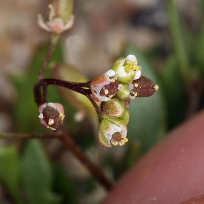 Hornungia procumbens — flower