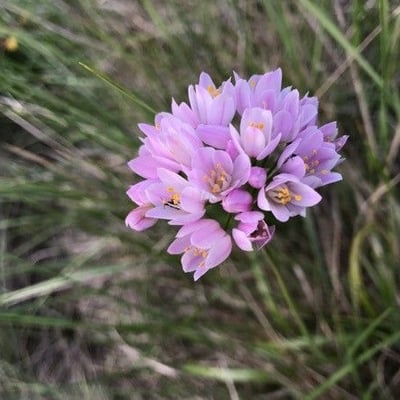 Allium roseum — flower