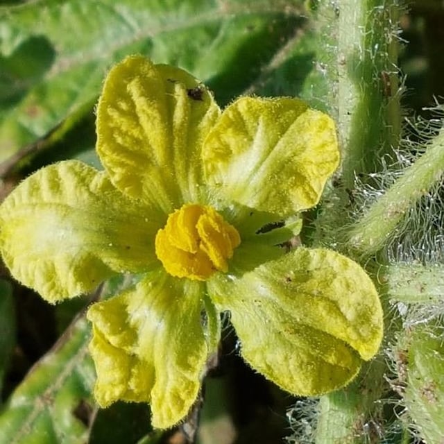 Citrullus lanatus — flower