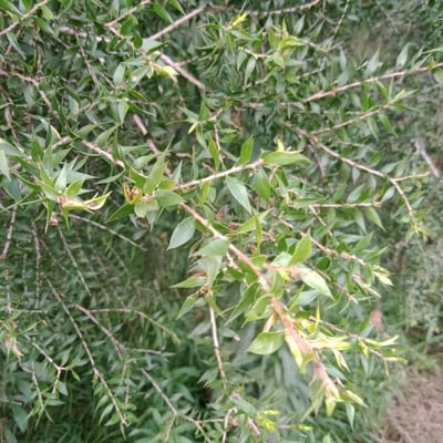 Melaleuca styphelioides — leaf