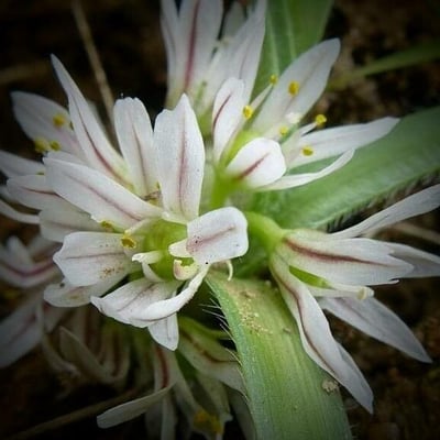 Allium chamaemoly — flower