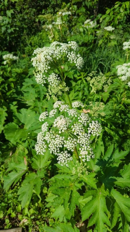 American cow-parsnip