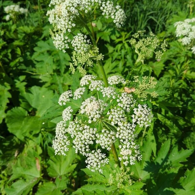 Heracleum maximum — flower