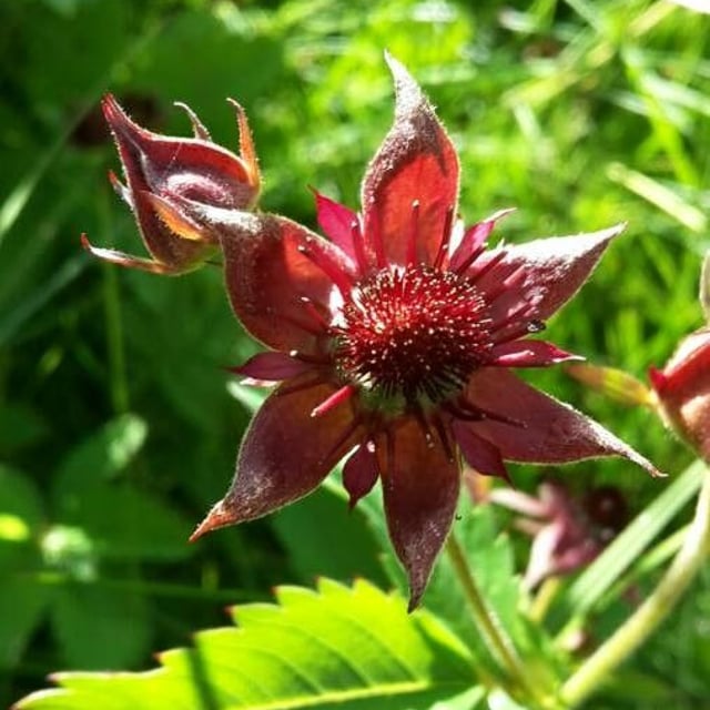 Comarum palustre — flower