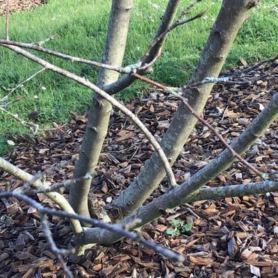 Amelanchier arborea — bark