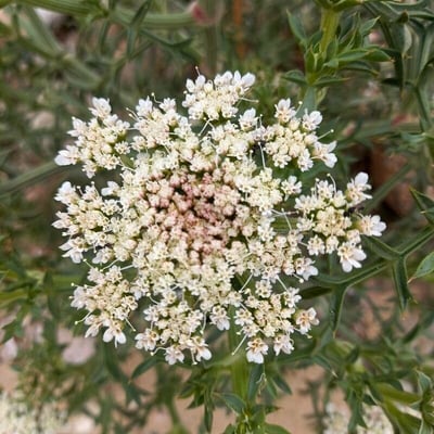 Echinophora spinosa — flower