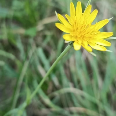 Tragopogon orientalis — flower