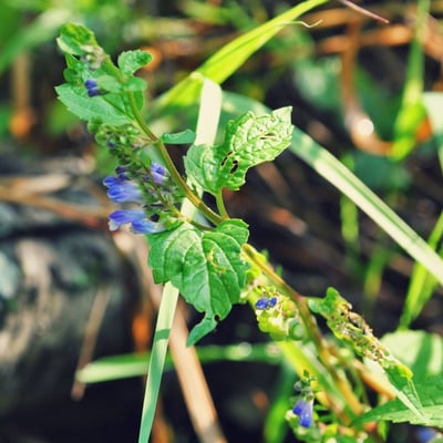 Scutellaria lateriflora — flower
