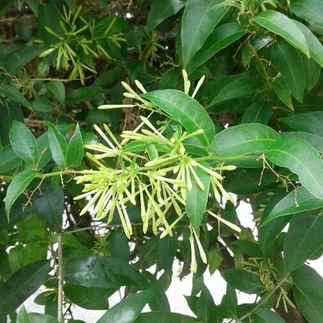 Cestrum nocturnum — flower
