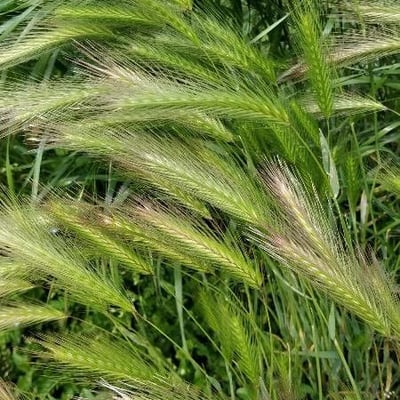 Hordeum marinum — flower