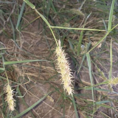 Cenchrus echinatus — flower