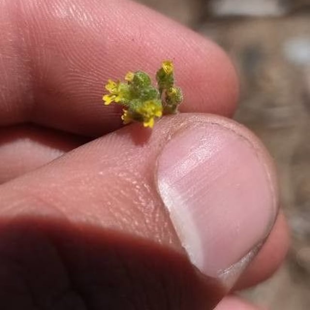 Lepidium lasiocarpum — flower