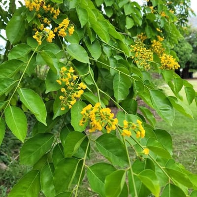 Pterocarpus indicus — flower