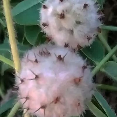 Trifolium fragiferum — flower
