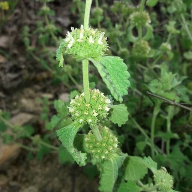 Marrubium vulgare — flower