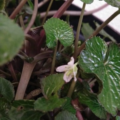 Eutrema japonicum — flower