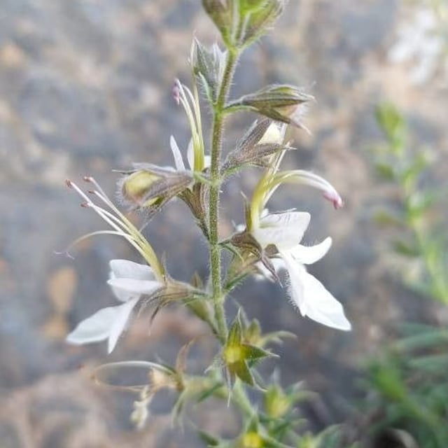 Teucrium pseudochamaepitys — flower