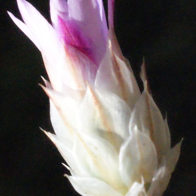 Xeranthemum inapertum — flower