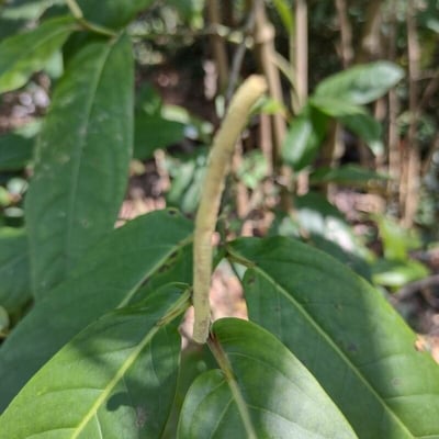Piper arboreum — flower