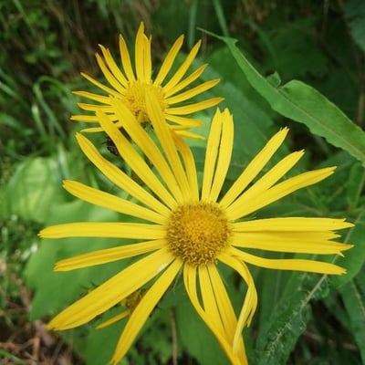 Doronicum austriacum — flower