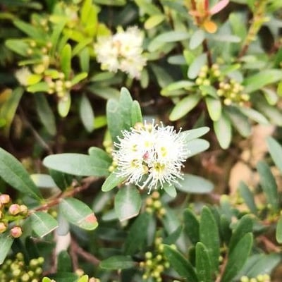 Syzygium buxifolium — flower