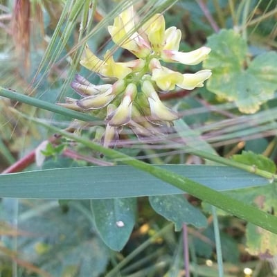Astragalus glycyphyllos — flower