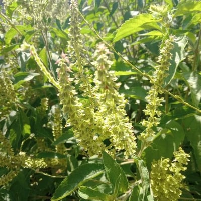 Ocimum gratissimum — flower