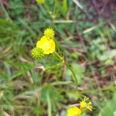 Ranunculus polyanthemos — flower