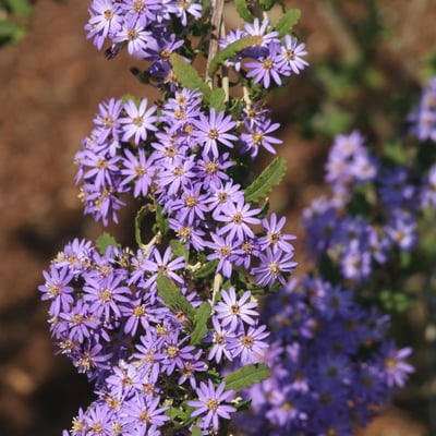 Olearia phlogopappa — flower