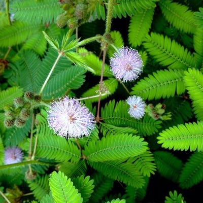 Mimosa pudica — flower