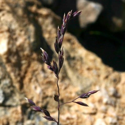 Poa cenisia — flower