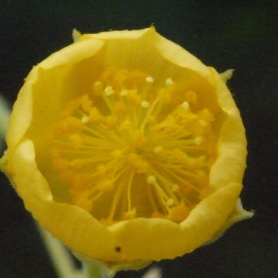 Abutilon indicum — flower