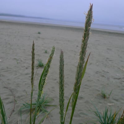 Leymus mollis — habit