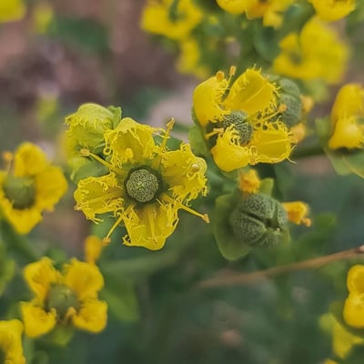 Ruta chalepensis — flower