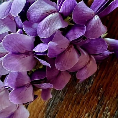 Dermatophyllum secundiflorum — flower