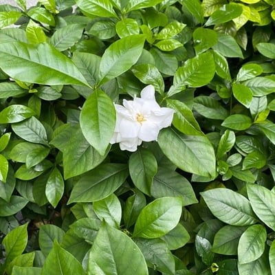Gardenia jasminoides — flower