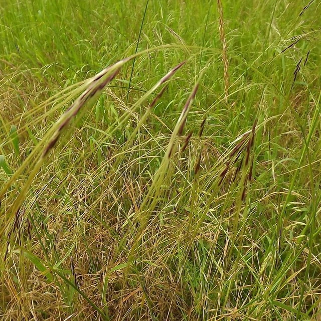 Nassella neesiana — flower