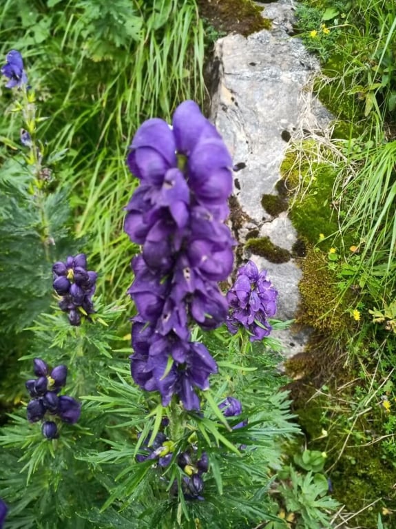 Aconitum tauricum