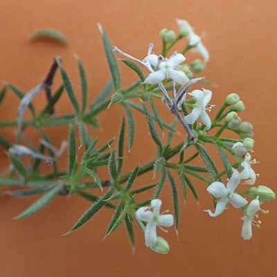 Galium pumilum — flower