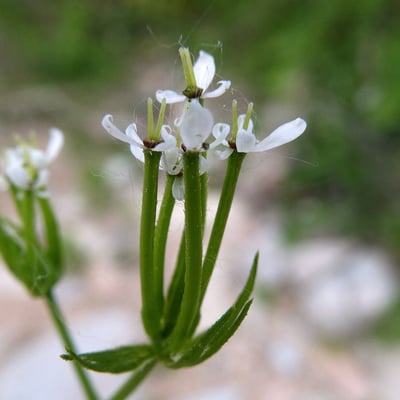 Scandix pecten-veneris — flower