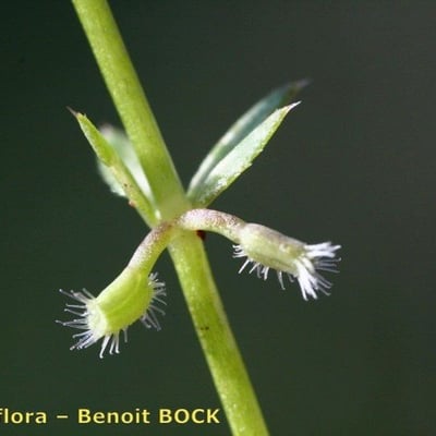 Galium murale — flower